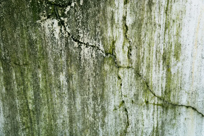 Dry Air, Hidden Danger: Why Arizona Homes Can Harbor Mold Long Before You Notice